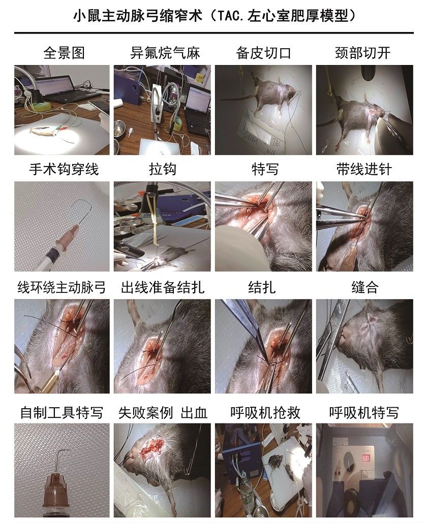 小鼠主動脈弓縮窄術(shù)